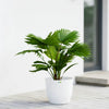 Chinese Fan Palm