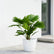 Chinese Fan Palm