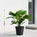 Chinese Fan Palm