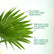 Chinese Fan Palm