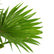 Chinese Fan Palm
