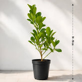 clusia plant