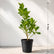 clusia plant