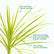 Dracena Colorama