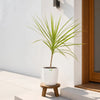 Dracena Colorama