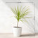 Dracena Colorama