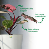 Philodendron Pink Princess Galaxy