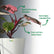 Philodendron Pink Princess Galaxy