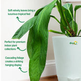 anthurium pallidiflorum care