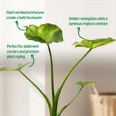 alocasia gigantea aurea rare plant