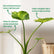 alocasia gigantea aurea rare plant