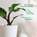 Philodendron White Knight Marble
