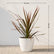 Cordyline Australis