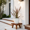 Cordyline Australis