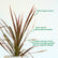 Cordyline Australis