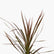 Cordyline Australis