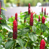 Costus