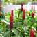 Costus