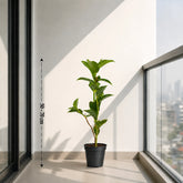 unique tropical plant