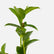 Costus