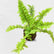 Cotton Candy Fern