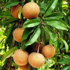 Cricket Ball Sapota