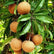 Cricket Ball Sapota