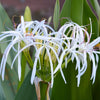 Crinum Lilly Gold