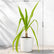 Crinum Lilly Green