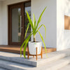 Crinum Lilly Green