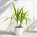 Crinum Lilly Gold