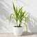 Crinum Lilly Gold