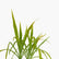 Crinum Lilly Gold