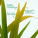 Crinum Lilly Gold