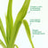 Crinum Lilly Green