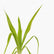 Crinum Lilly Green