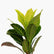 Croton