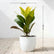 Croton