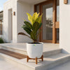 Croton
