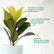 Croton