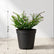  Mexican Heather plant
