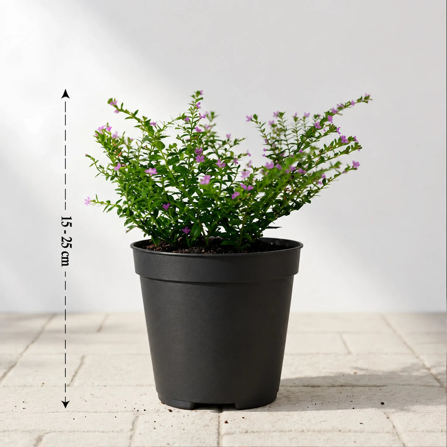  Mexican Heather plant