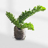 Curly Fern