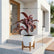 Dracaena Mahatma
