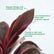 Dracaena Mahatma