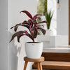 Dracaena Mahatma