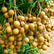 Longan Diamond River