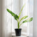 big ben dieffenbachia plant