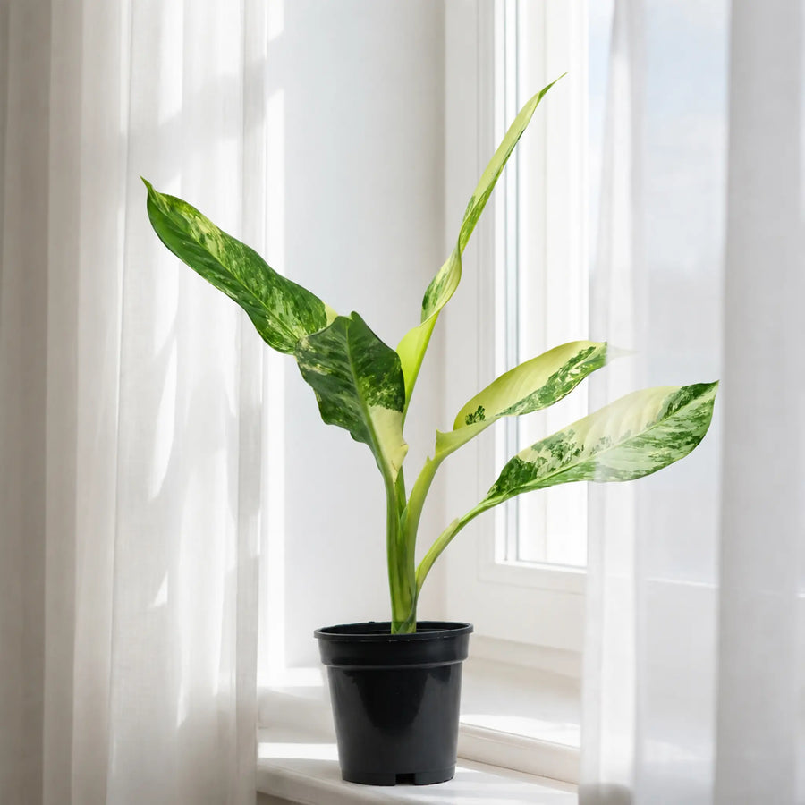 big ben dieffenbachia plant