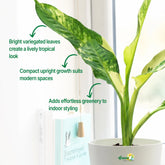 dieffenbachia big ben plant